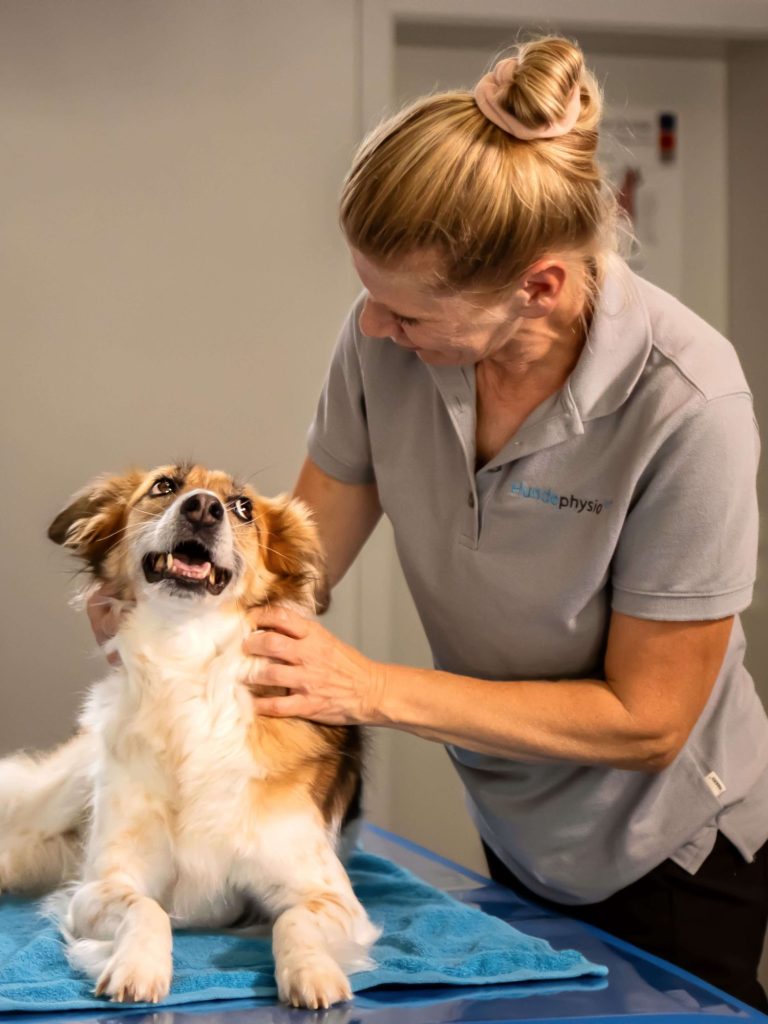 Ein Hund bekommt physio Hundephysiotherapeutin untersucht einen lächelnden Hund auf einem blauen Tisch.