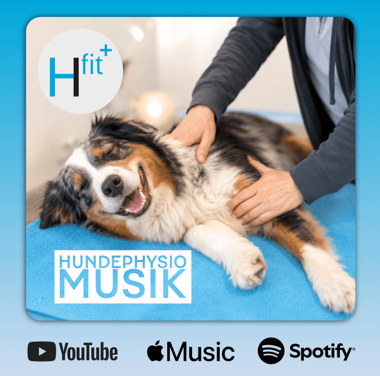 Hundephysio Musik Ein entspannter Hund erhält eine Massage auf einem blauen Tisch.